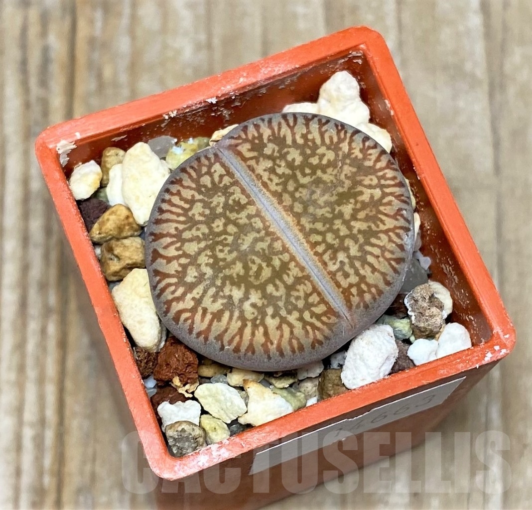 SHPR14663 Lithops aucampiae 'Red Danielskuil'