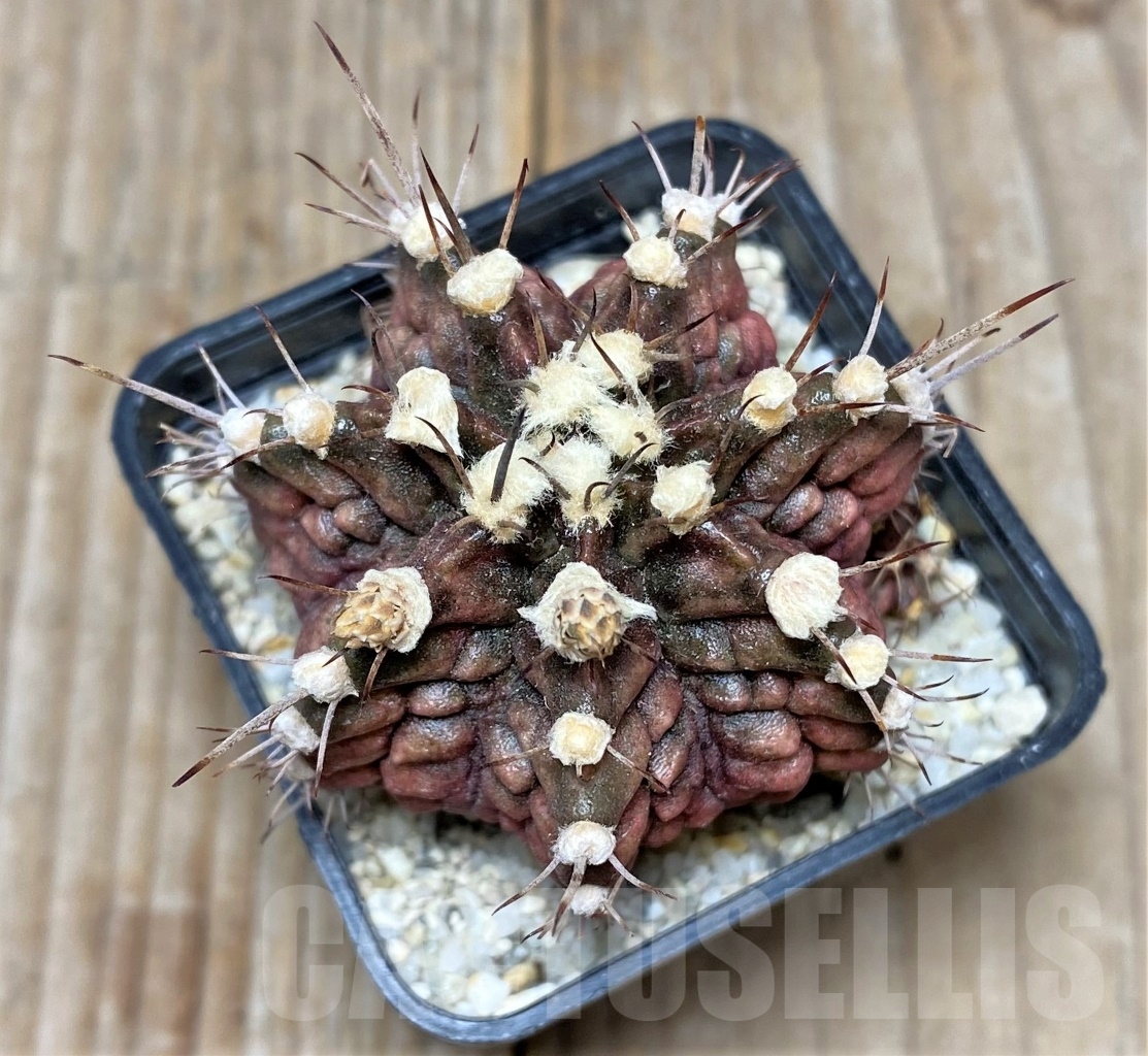 SHPR14800 Gymnocalycium mihanovichii T-rex