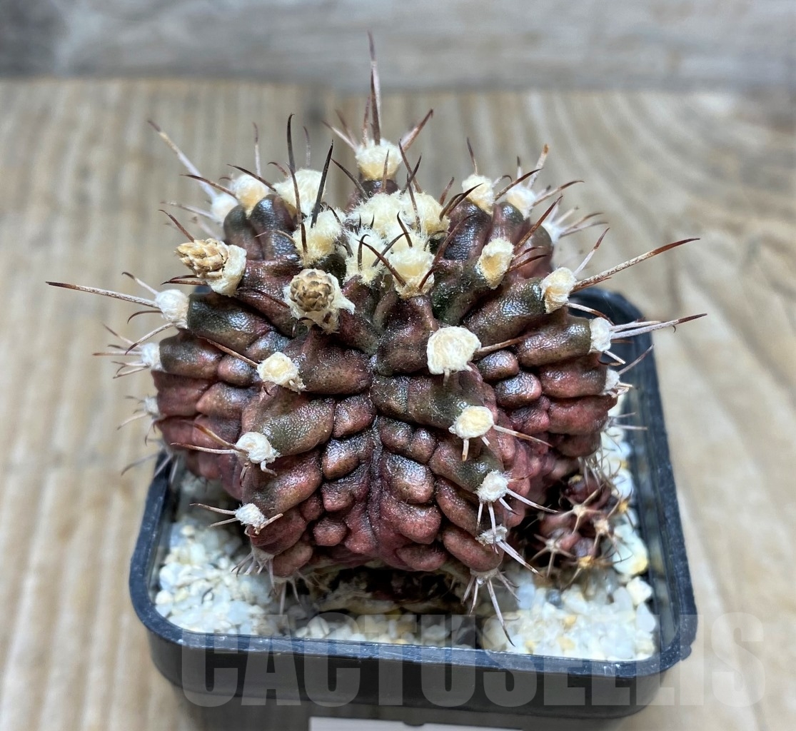 SHPR14800 Gymnocalycium mihanovichii T-rex - Image 2