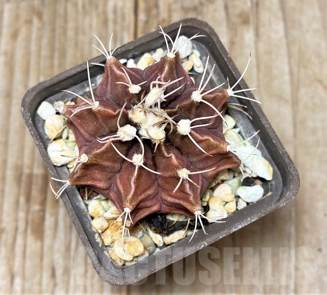 SHPR14802 Gymnocalycium friedrichii - Image 2