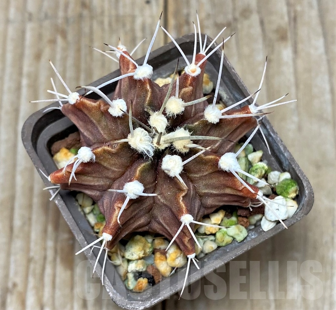 SHPR14803 Gymnocalycium friedrichii