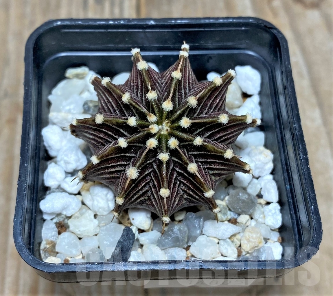 SHPR14805 Gymnocalycium friedrichii LB 2178