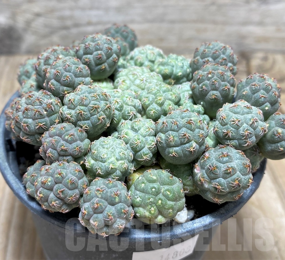 SHPR14808 Puna bonnieae