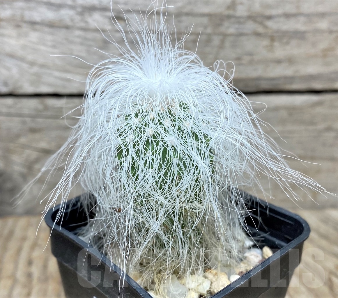 SHPR14809 Cephalocereus senilis