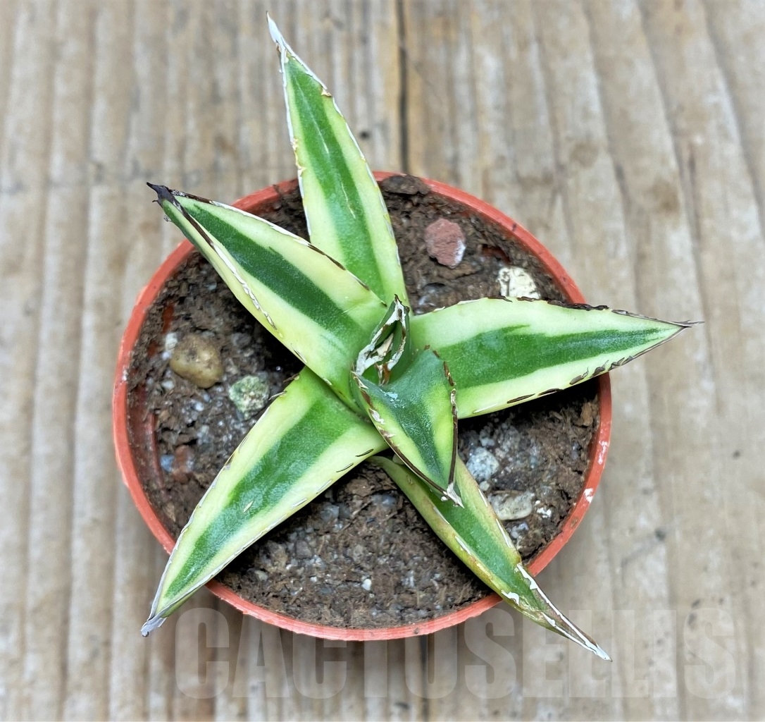 SHPR14811 Agave victoriae-reginae f. variegata - Image 2