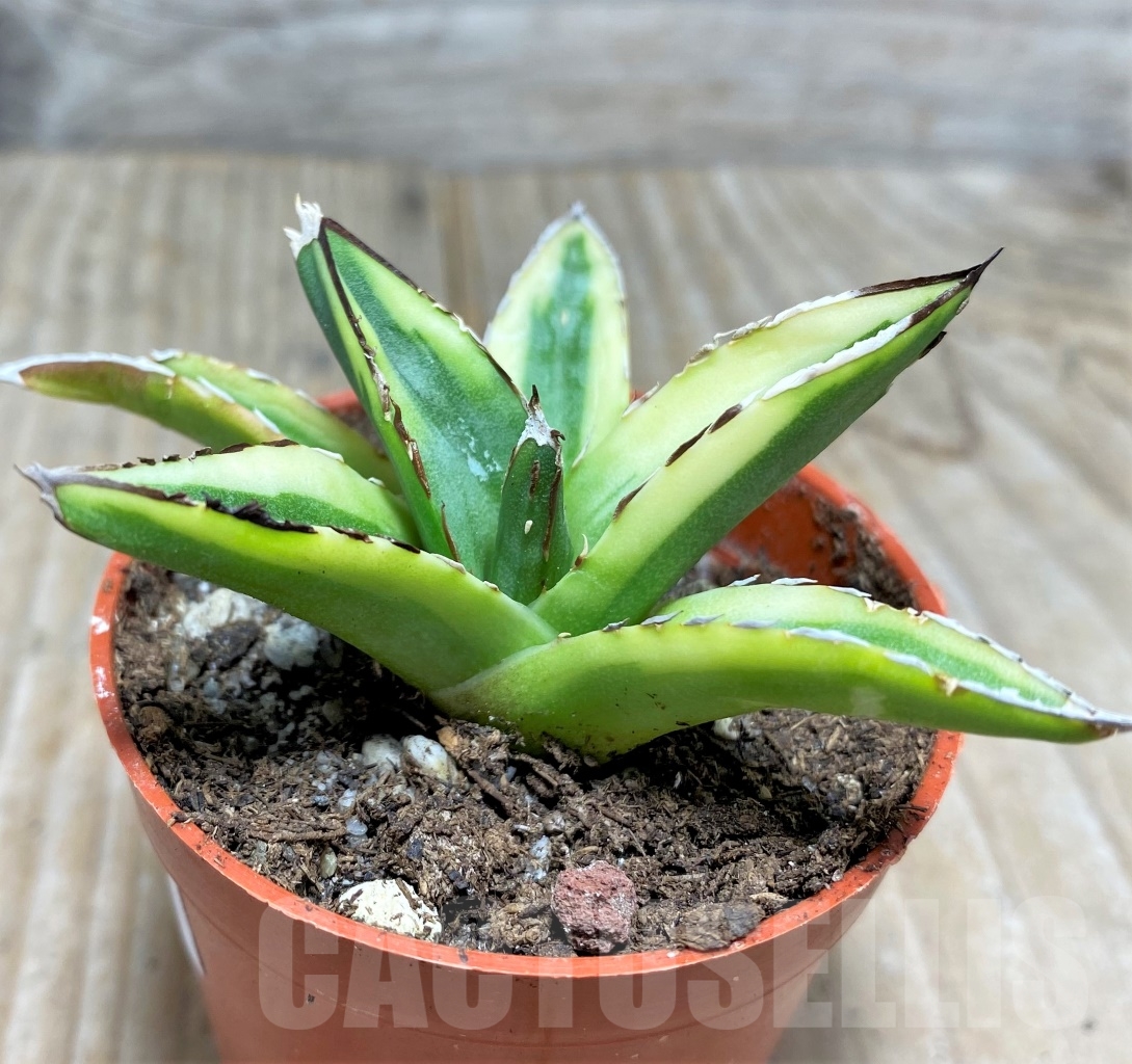 SHPR14811 Agave victoriae-reginae f. variegata - Image 3