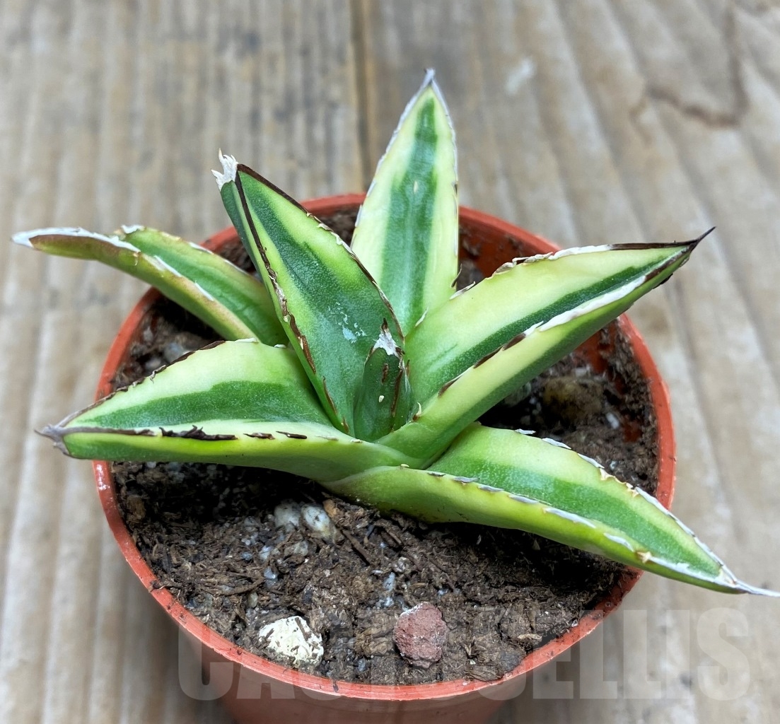 SHPR14811 Agave victoriae-reginae f. variegata