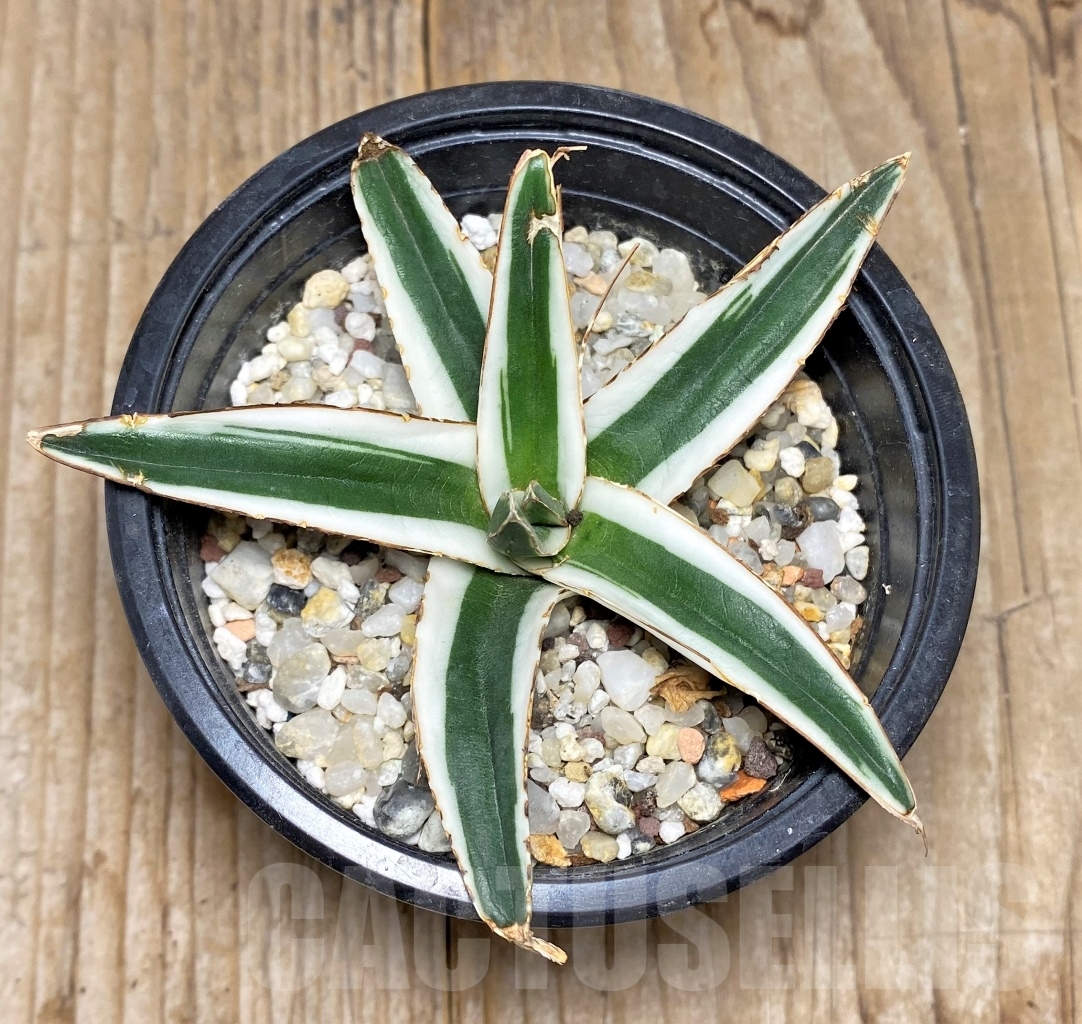 SHPR14813 Agave victoriae-reginae 'White Rhino' - immagine 2