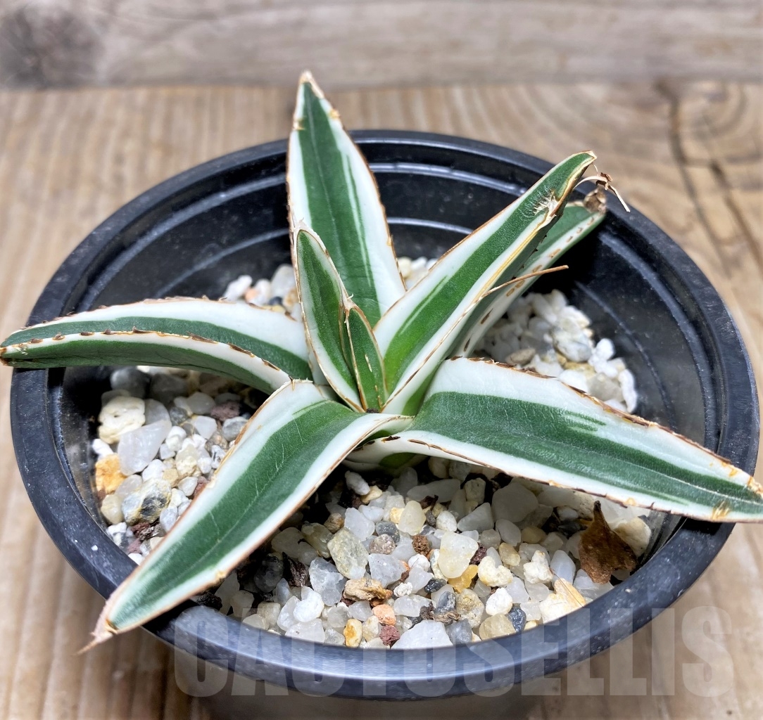 SHPR14813 Agave victoriae-reginae 'White Rhino'