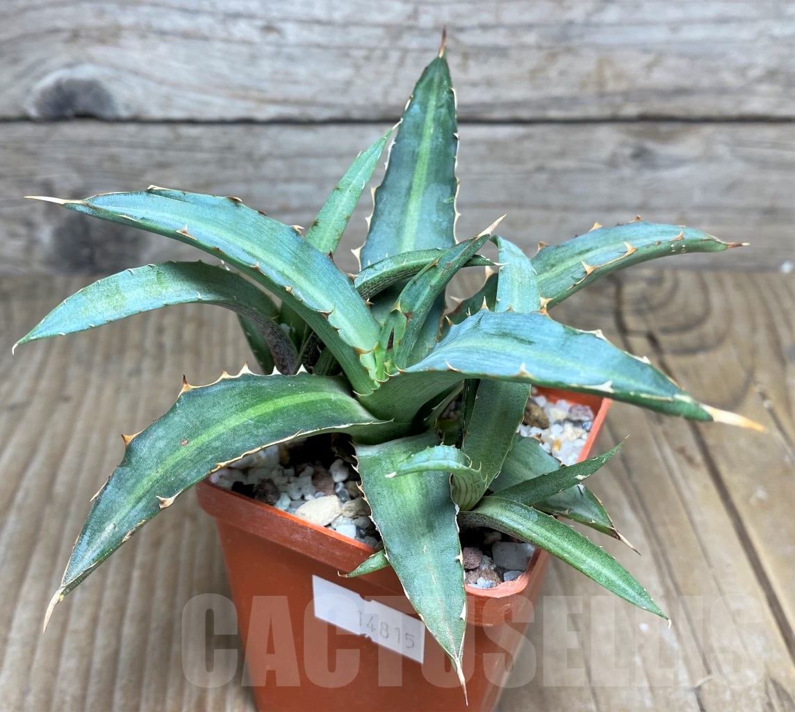 SHPR14815 Agave xylonacantha f. compact