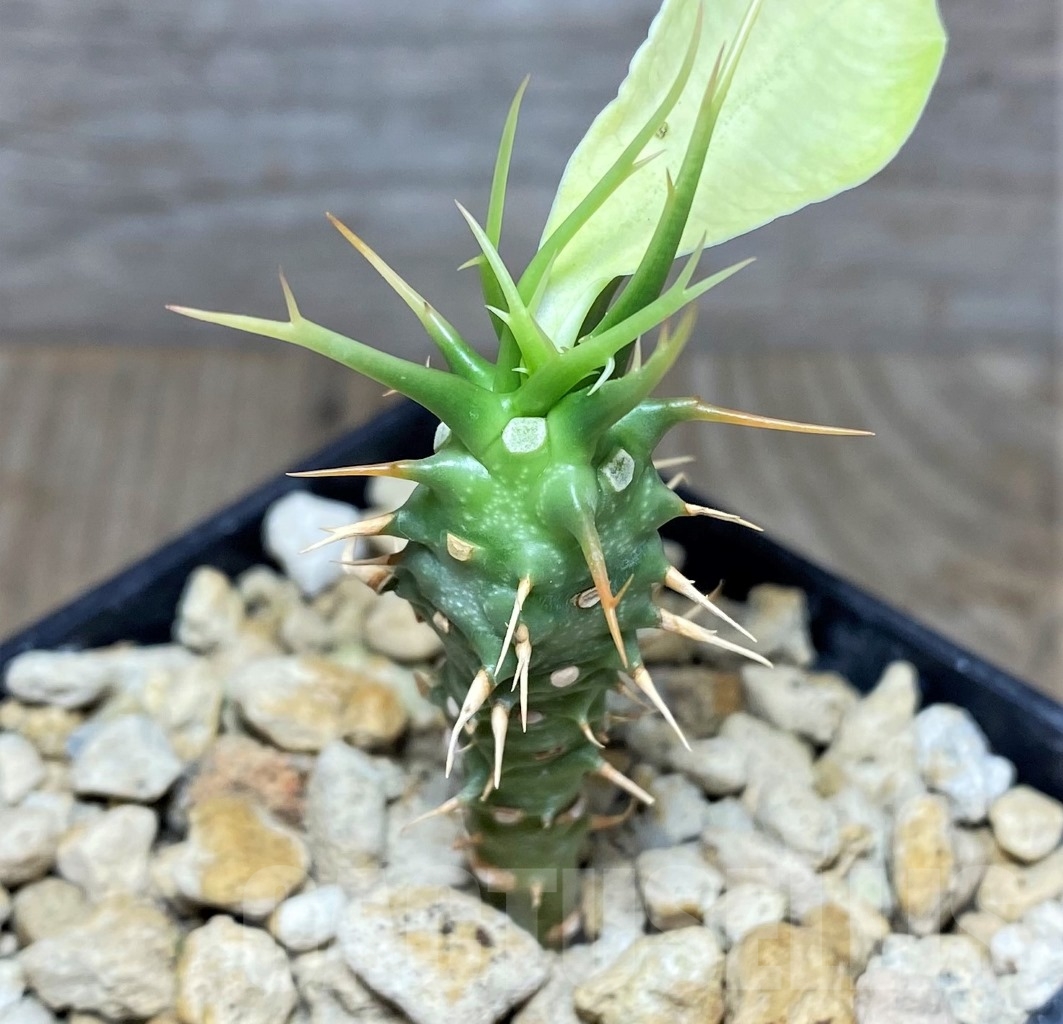 SHPR14818 Euphorbia viguieri v. capuroniana