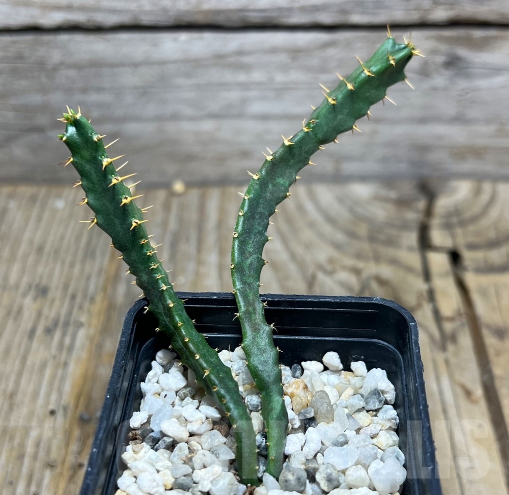 SHPR14868 Euphorbia micracantha