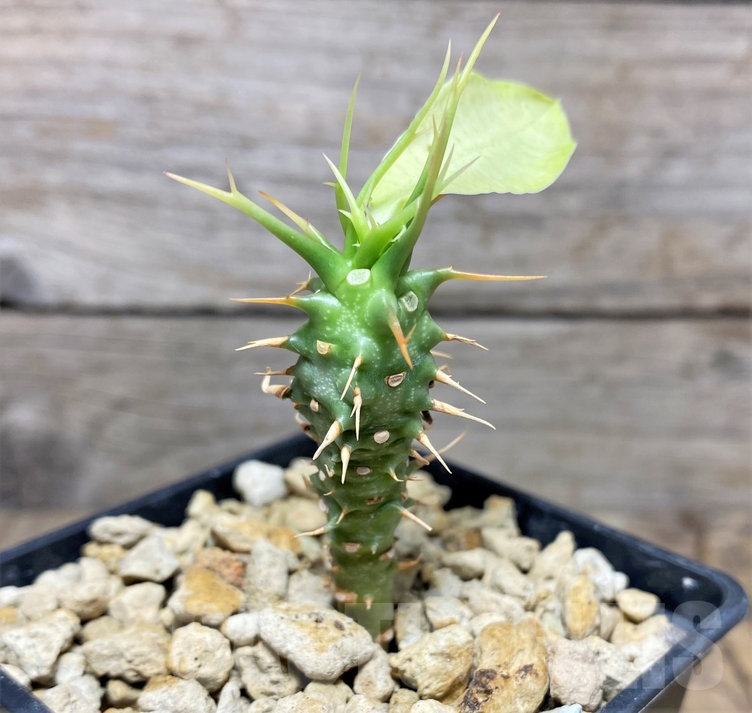 SHPR14818 Euphorbia viguieri v. capuroniana - Imagen 2