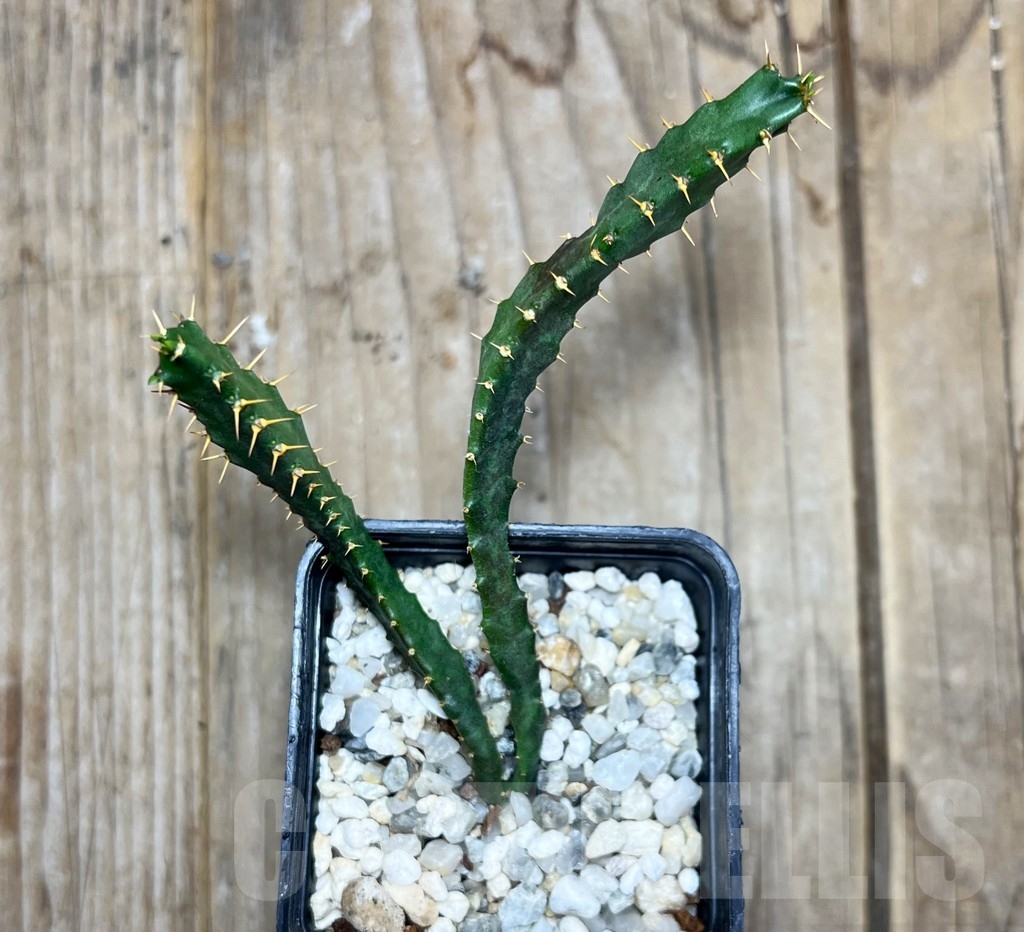 SHPR14868 Euphorbia micracantha - Imagen 2