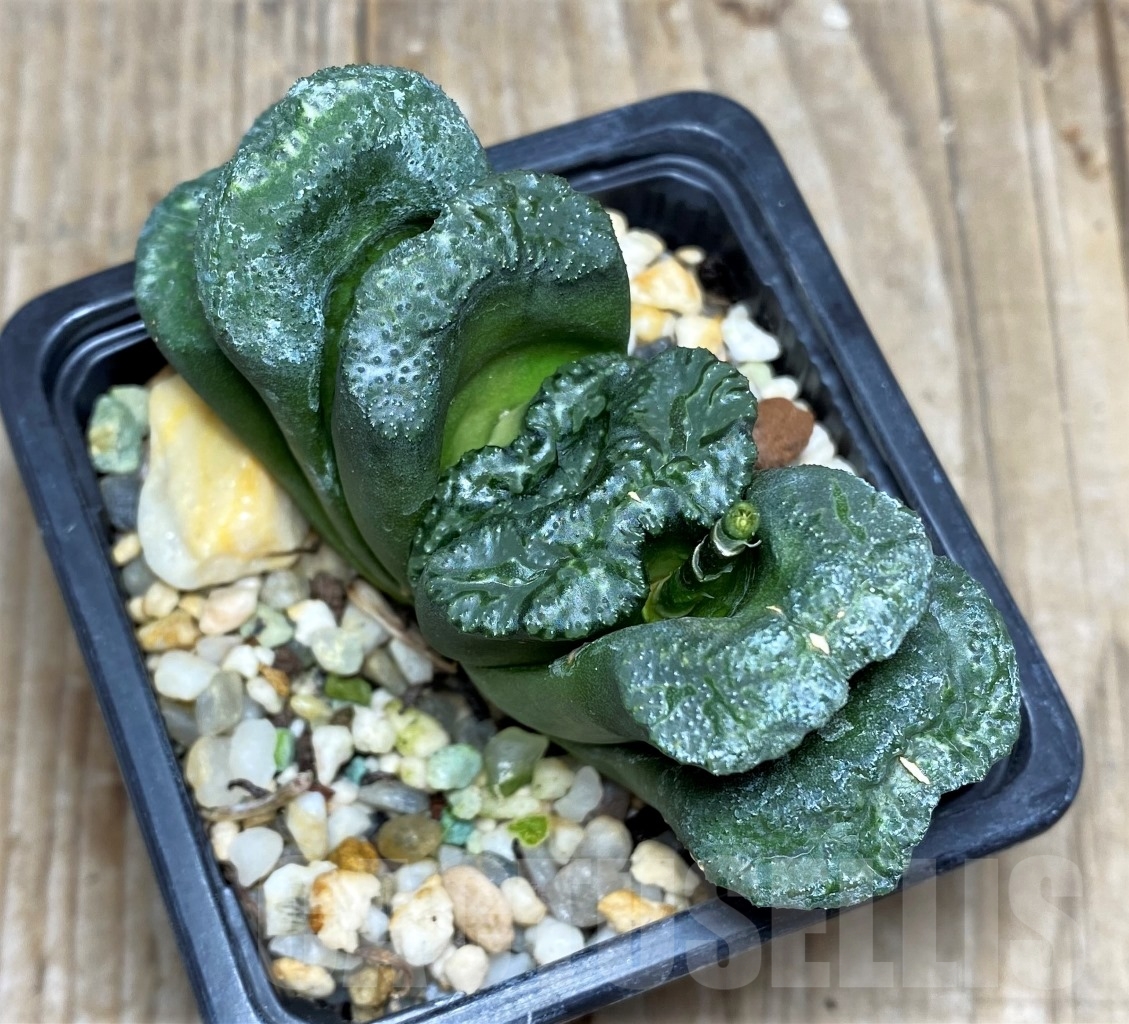 SHPR14822 Haworthia truncata 'Big Black Jade Fan' – Bild 3