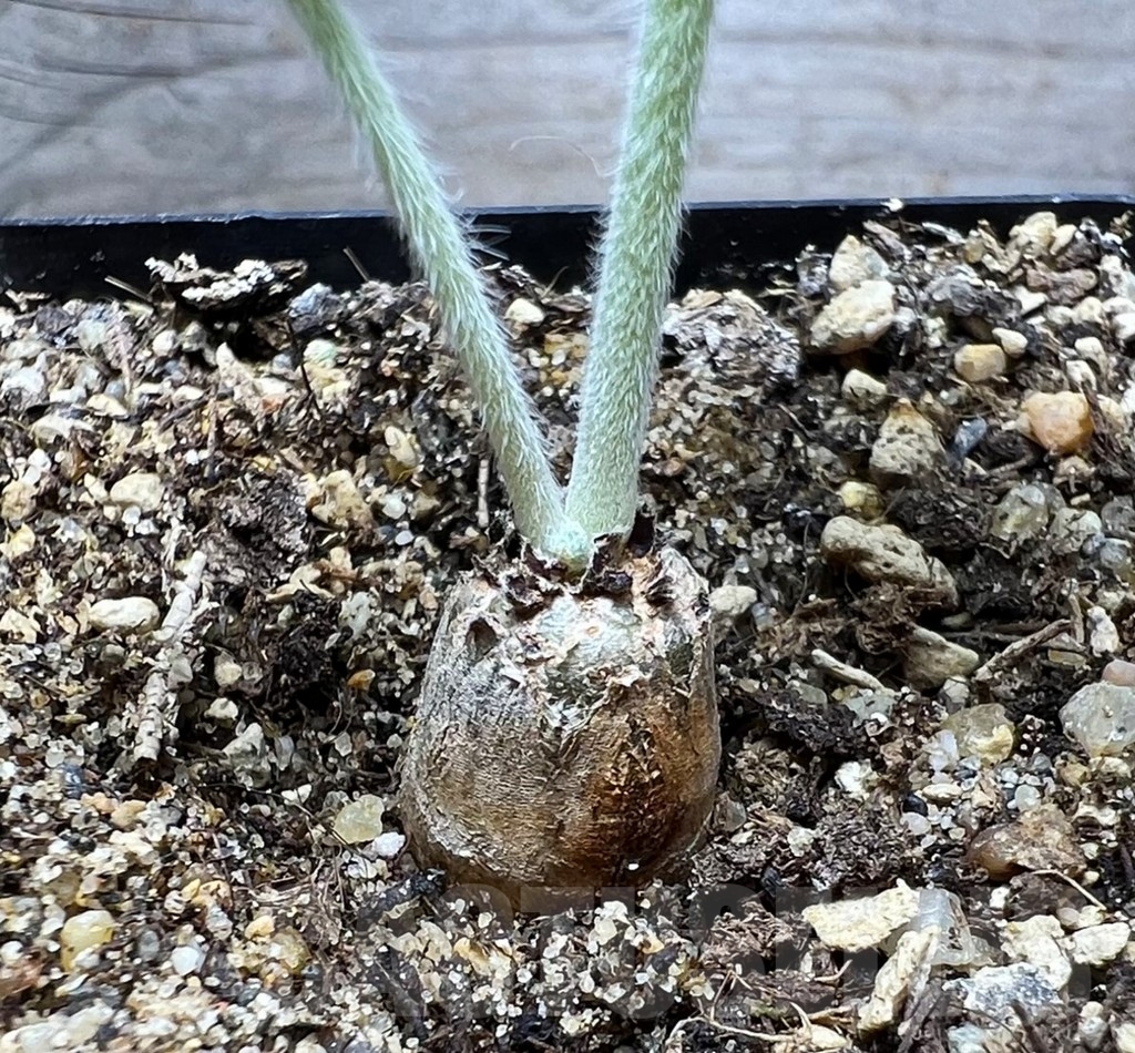 SHPR14870 Pelargonium crassicaule, Namibia - Image 2