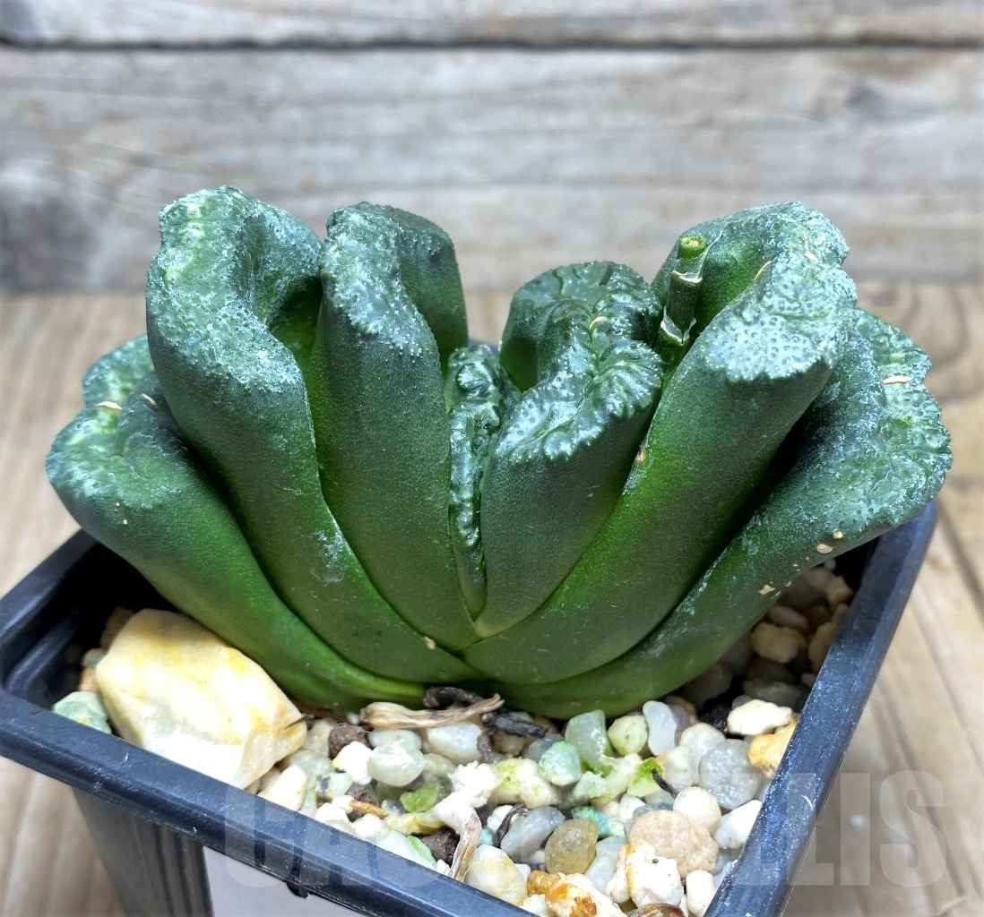 SHPR14822 Haworthia truncata 'Big Black Jade Fan' – Bild 2
