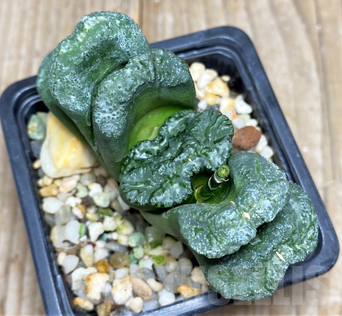 SHPR14822 Haworthia truncata 'Big Black Jade Fan'