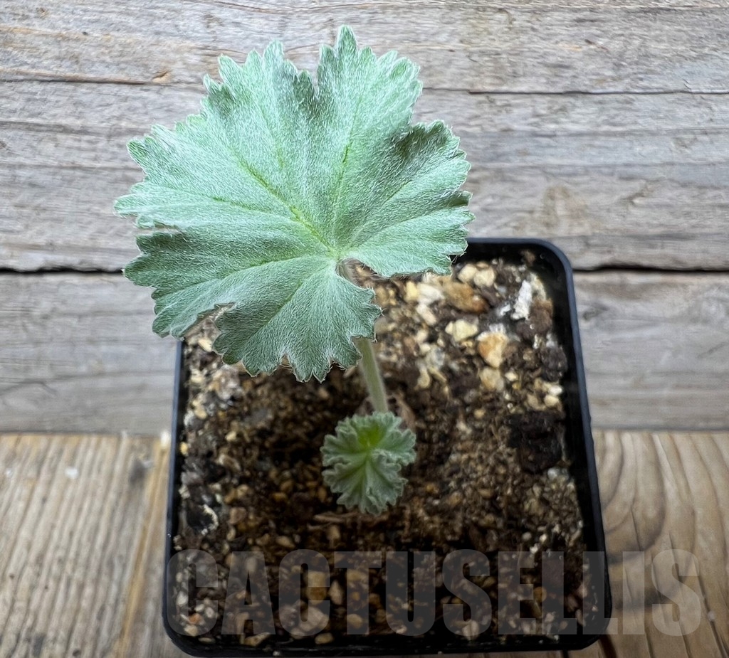 SHPR14870 Pelargonium crassicaule, Namibia