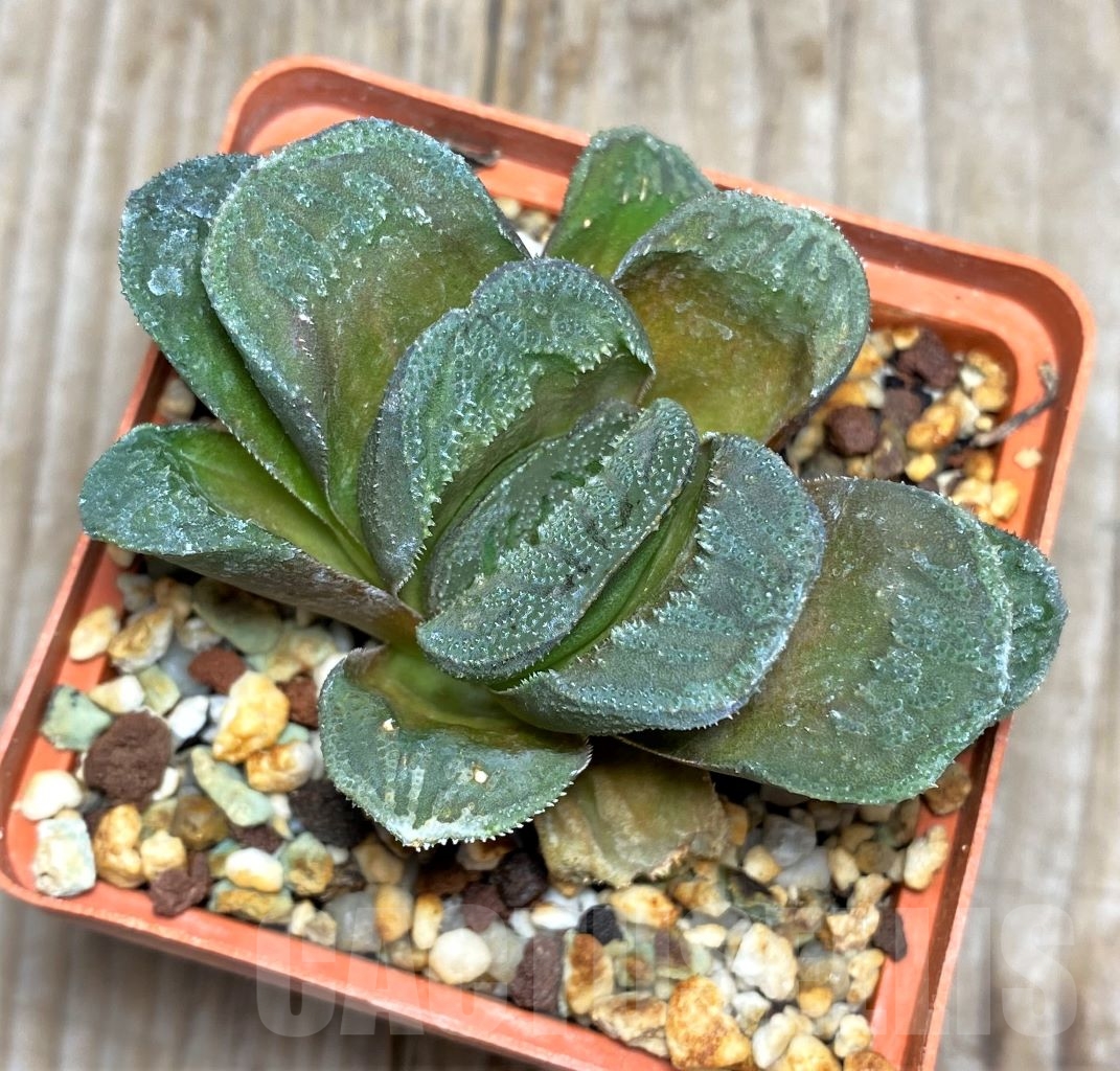 SHPR14823 Haworthia 'Kegani' x Haworthia truncata
