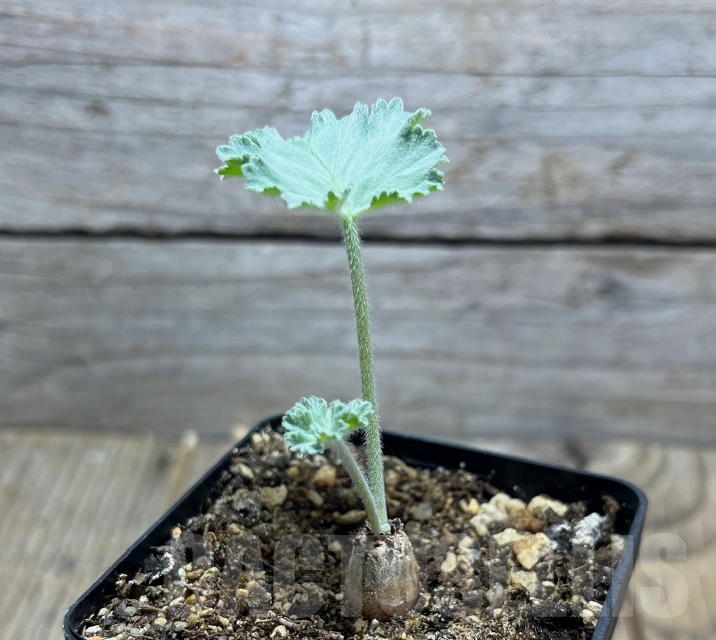 SHPR14870 Pelargonium crassicaule, Namibia - Image 3