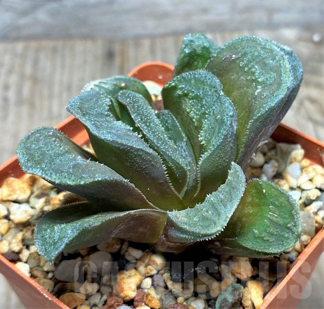 SHPR14823 Haworthia 'Kegani' x Haworthia truncata - Obrázek 2