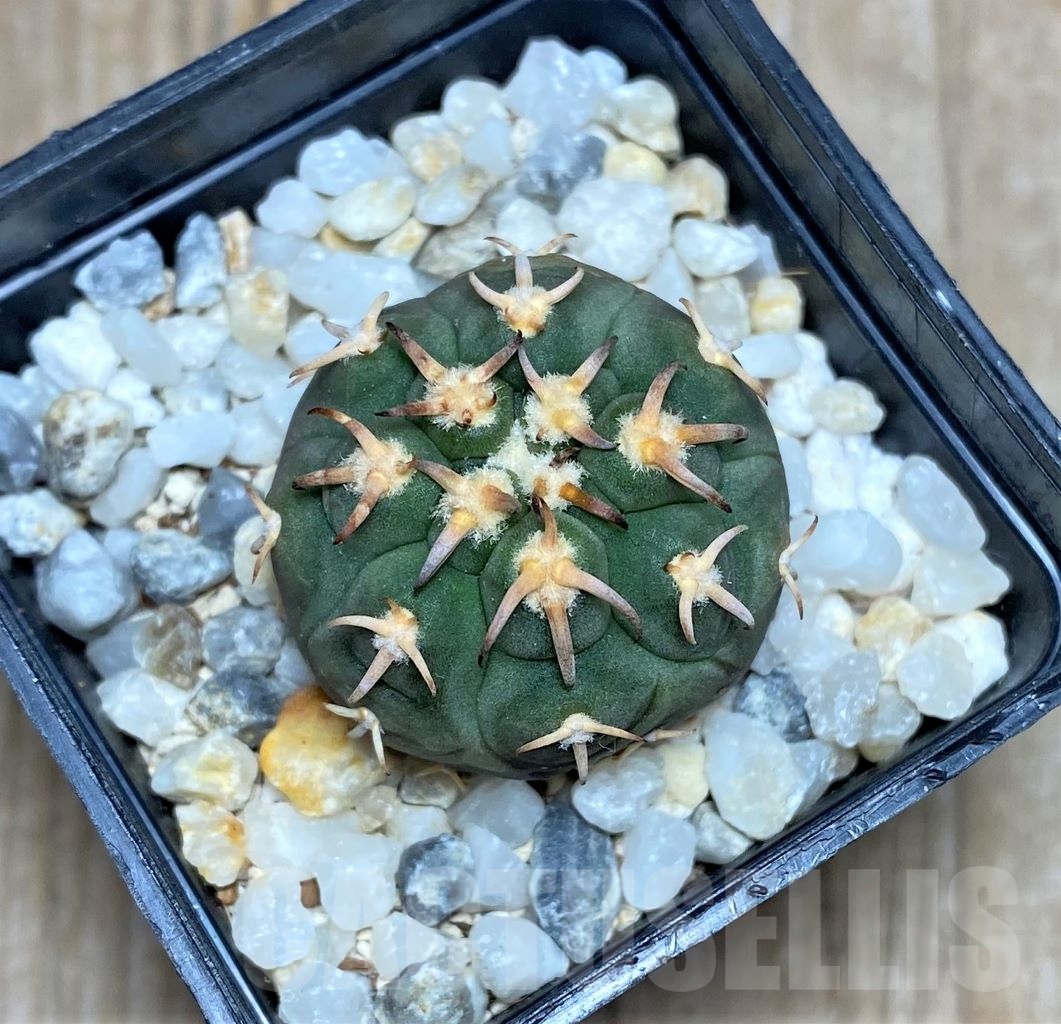 SHPR14745 Gymnocalycium spegazzinii var. unguispinum
