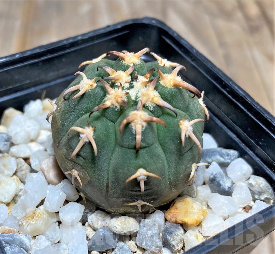SHPR14745 Gymnocalycium spegazzinii var. unguispinum - Image 2