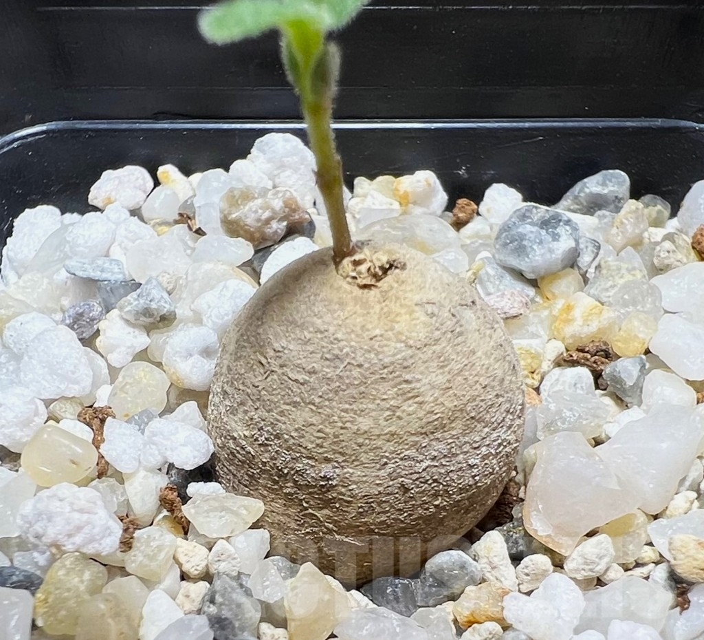 SHPR14872 Brachystelma aff. lancasteri ES21332, Malawi - immagine 2