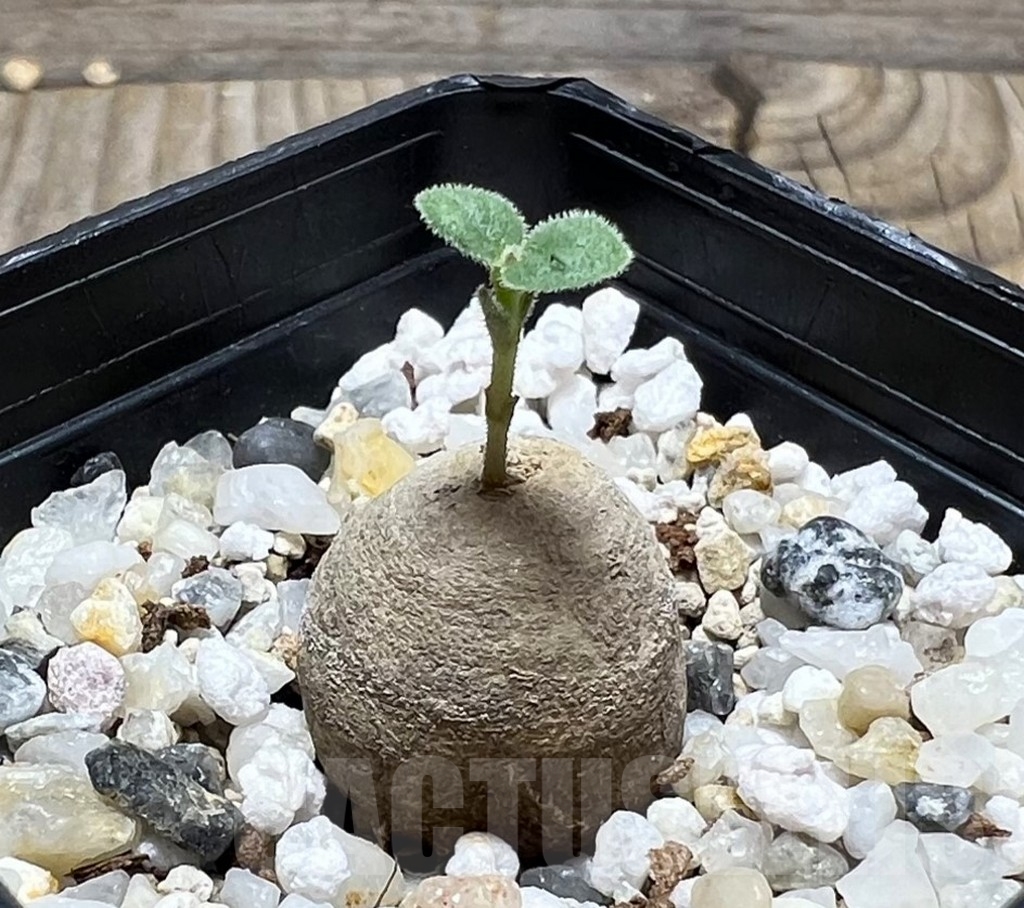 SHPR14872 Brachystelma aff. lancasteri ES21332, Malawi