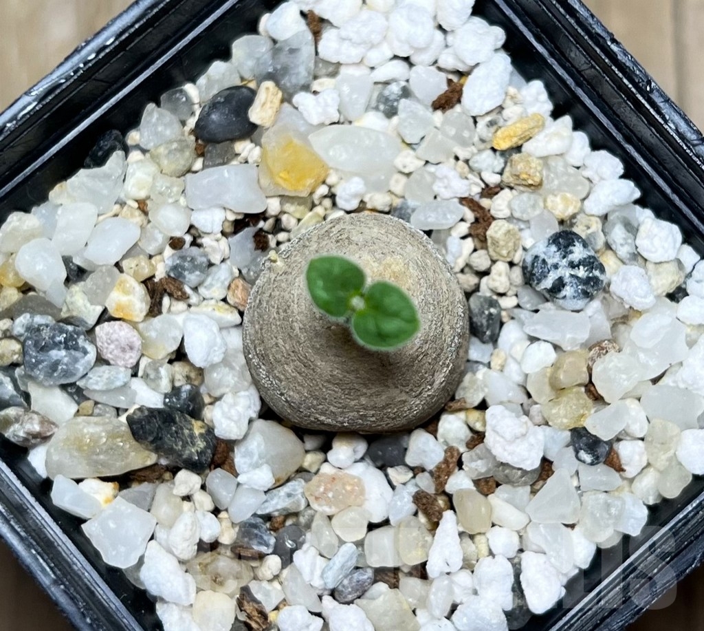 SHPR14872 Brachystelma aff. lancasteri ES21332, Malawi - immagine 3