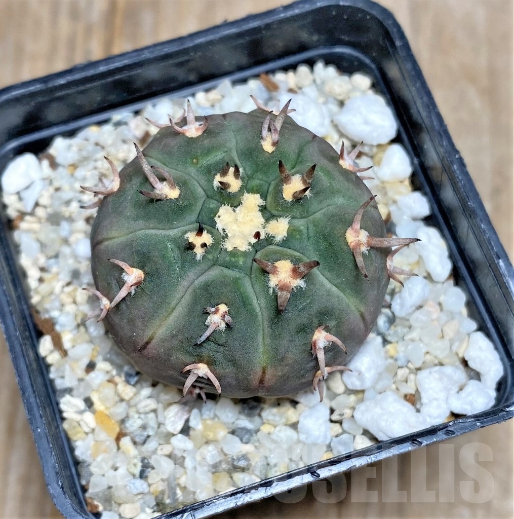 SHPR14748 Gymnocalycium spegazzinii var. unguispinum