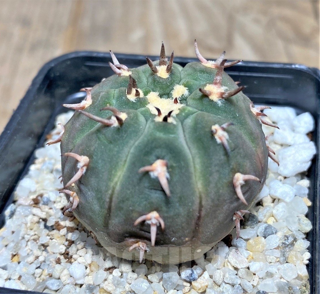 SHPR14748 Gymnocalycium spegazzinii var. unguispinum - Image 2