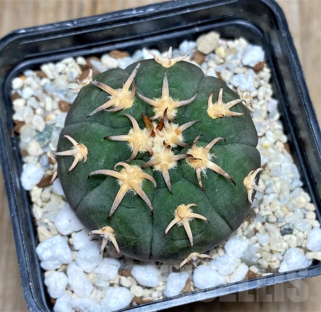 SHPR14749 Gymnocalycium spegazzinii var. unguispinum