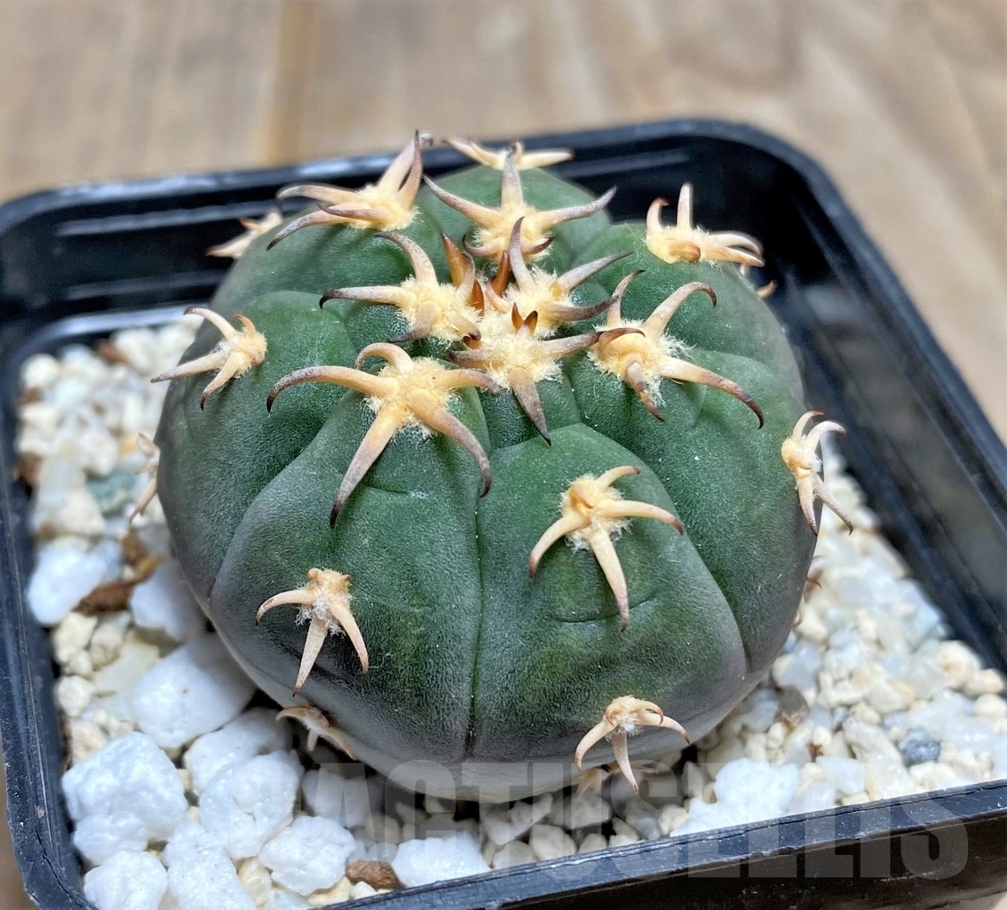 SHPR14749 Gymnocalycium spegazzinii var. unguispinum - Зображення 2