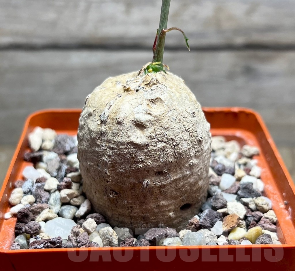 SHPR14874 Adenia stenodactyla miombo form, ES22523 - Image 2