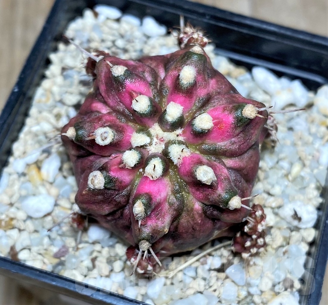 SHPR14752 Gymnocalycium mihanovichii 'T-rex'