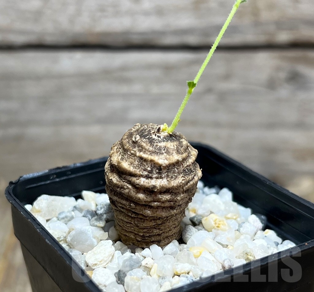 SHPR14875 Trochomeria polymorpha, Zambia