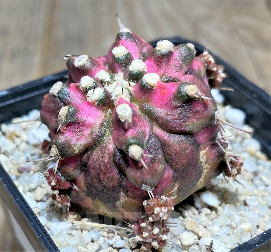 SHPR14752 Gymnocalycium mihanovichii 'T-rex' - Image 2