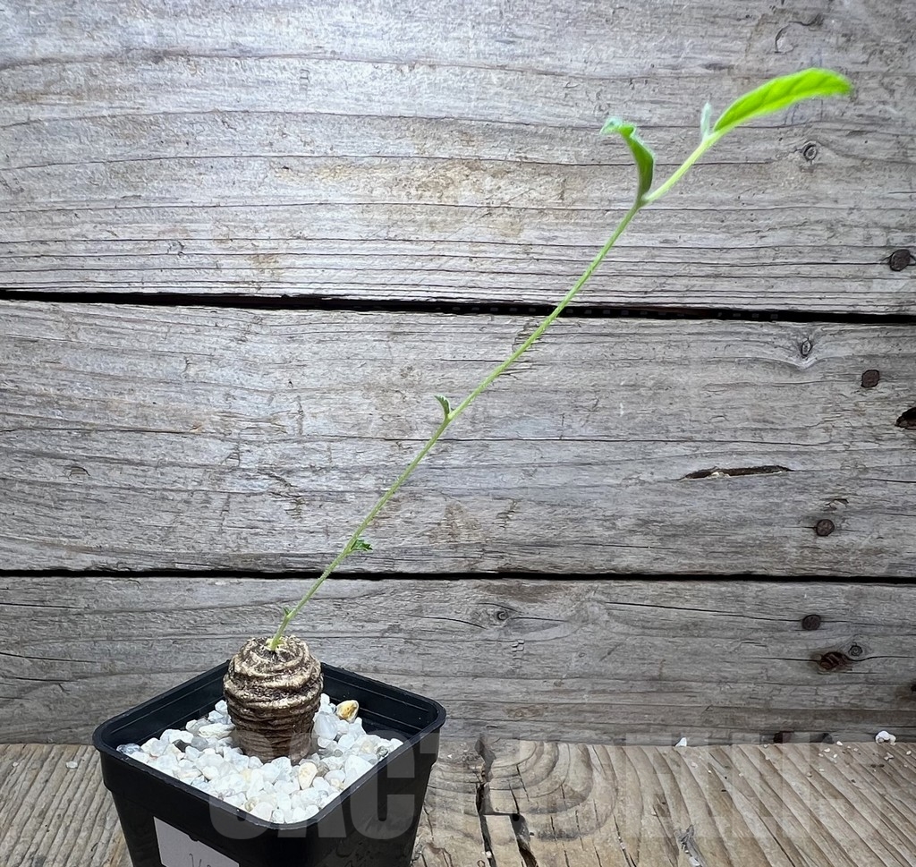 SHPR14875 Trochomeria polymorpha, Zambia - immagine 2