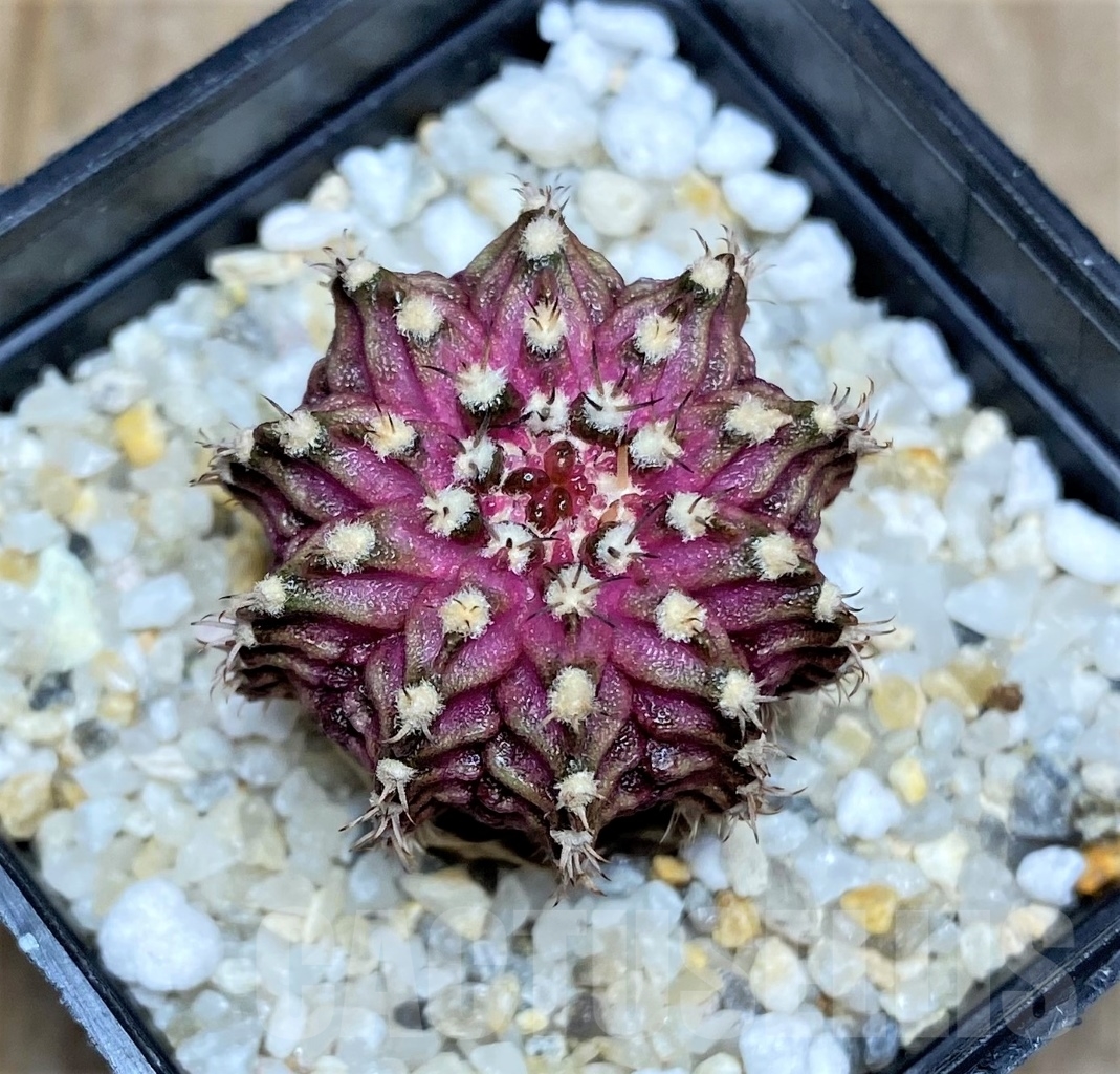 SHPR14753 Gymnocalycium mihanovichii 'T-rex'