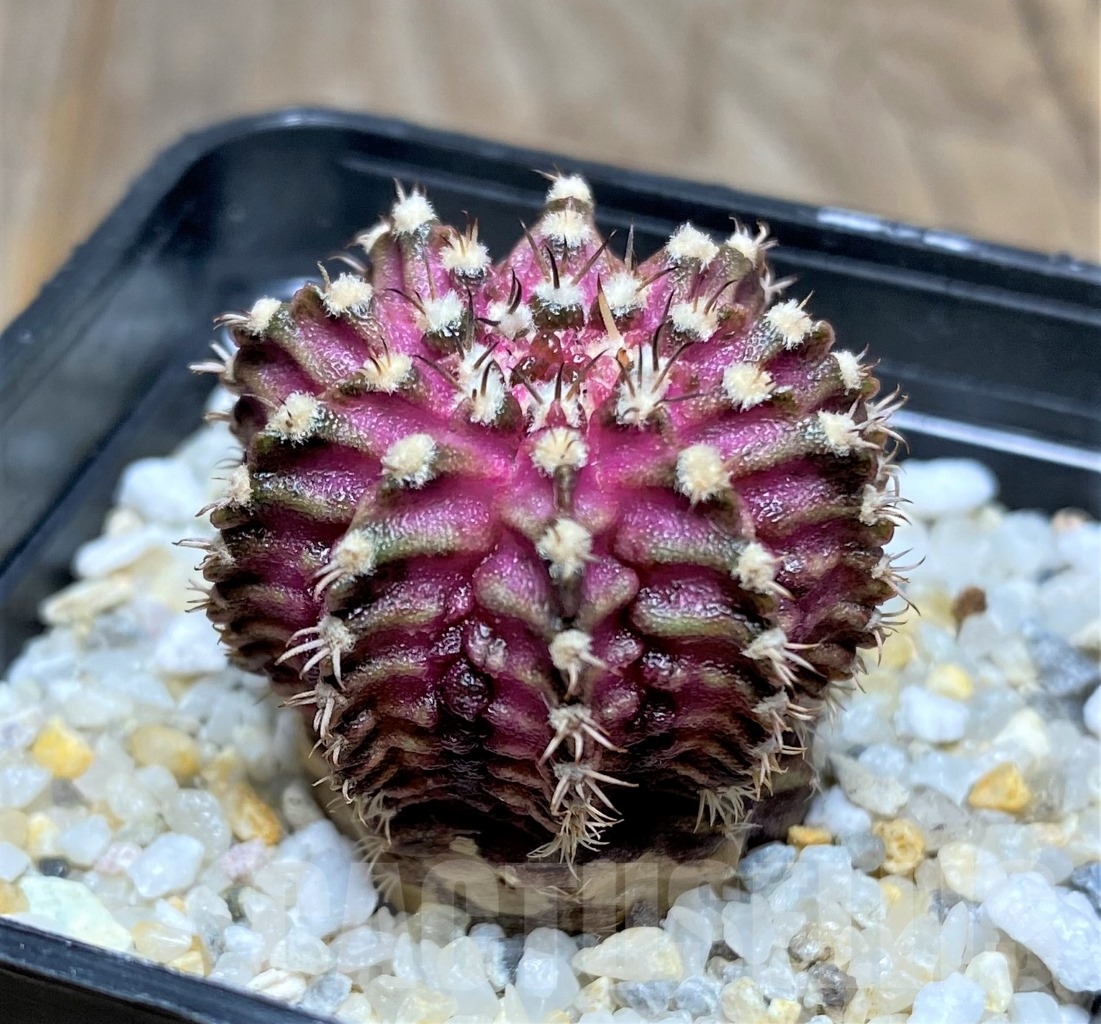 SHPR14753 Gymnocalycium mihanovichii 'T-rex' - Image 2