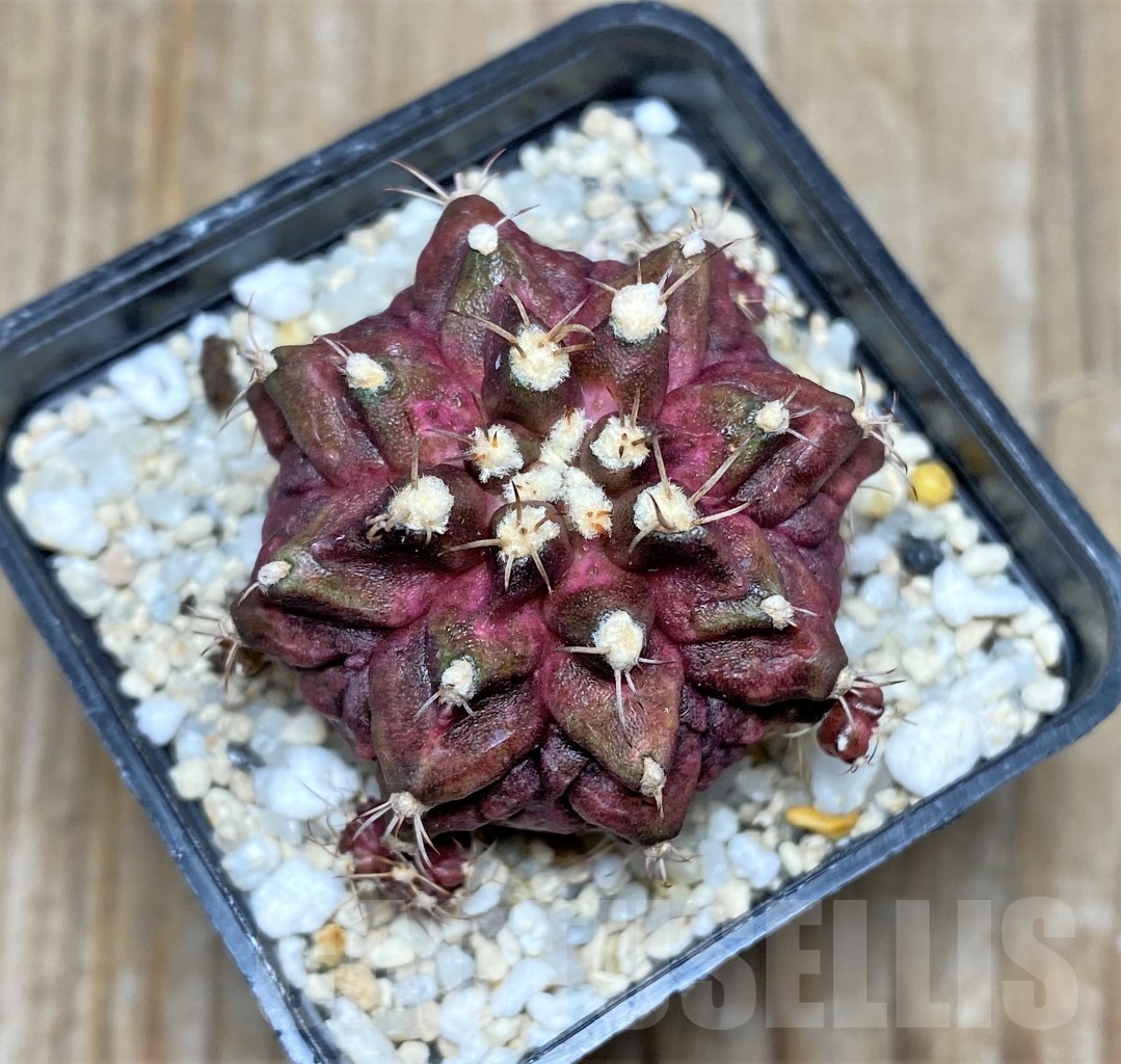 SHPR14754 Gymnocalycium mihanovichii 'T-rex'