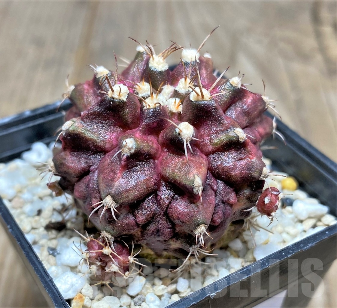 SHPR14754 Gymnocalycium mihanovichii 'T-rex' - Image 2