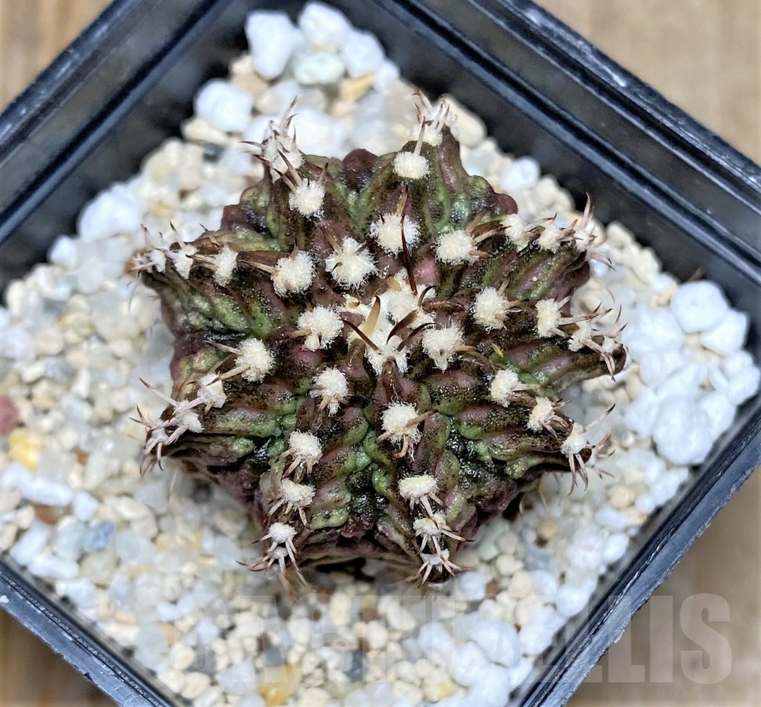 SHPR14756 Gymnocalycium mihanovichii 'T-rex'