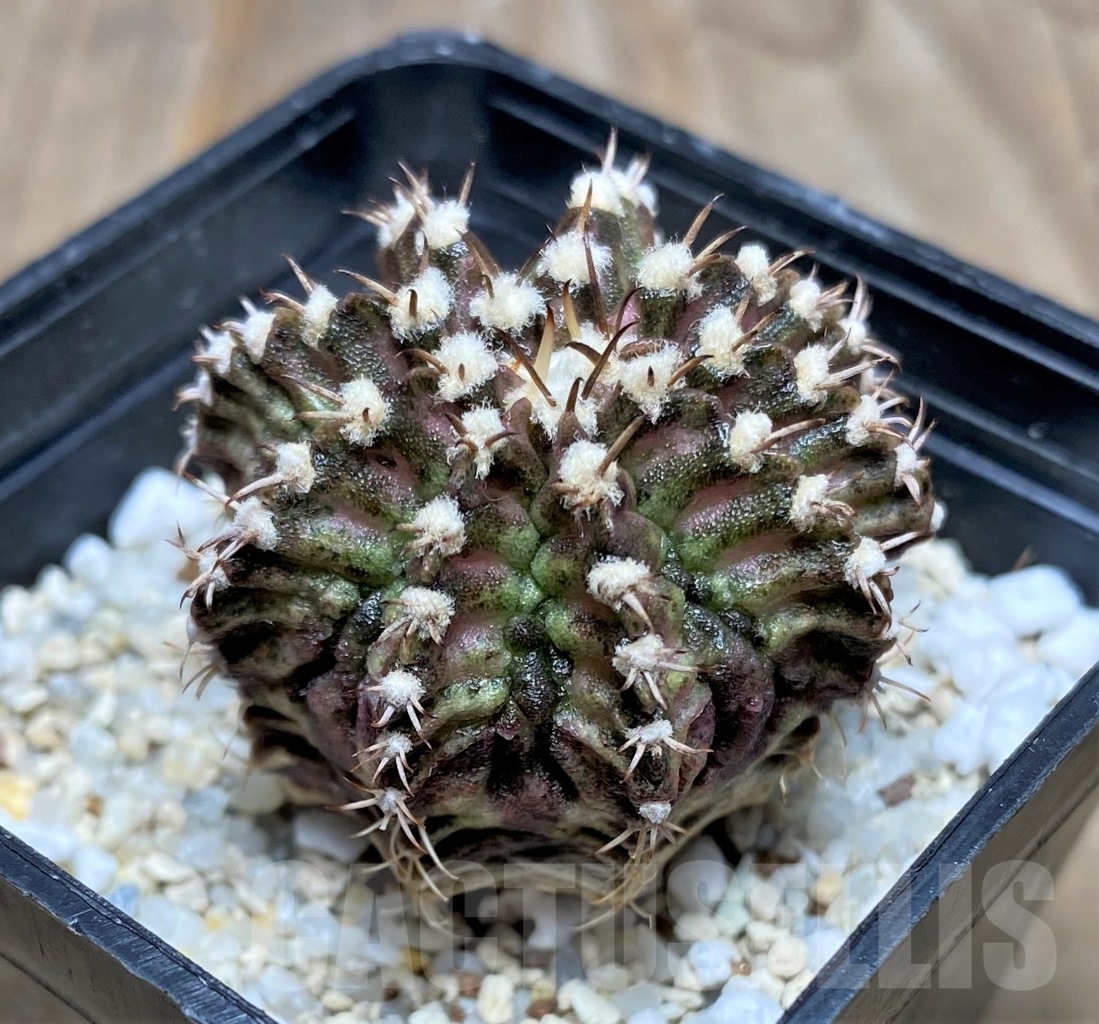 SHPR14756 Gymnocalycium mihanovichii 'T-rex' - 画像 (2)