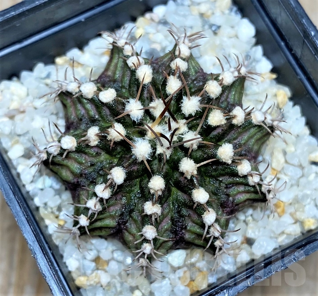 SHPR14758 Gymnocalycium mihanovichii 'T-rex'