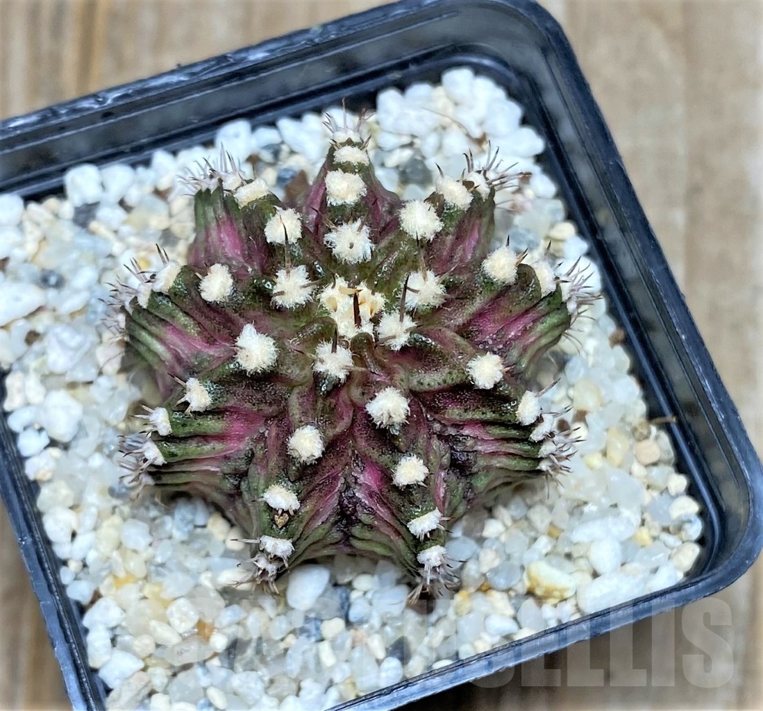 SHPR14760 Gymnocalycium mihanovichii 'T-rex'