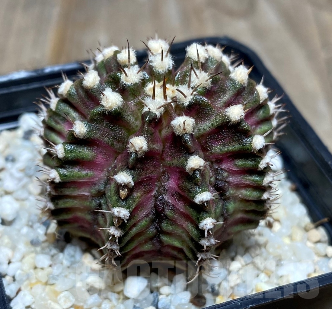 SHPR14760 Gymnocalycium mihanovichii 'T-rex' - Imagen 2