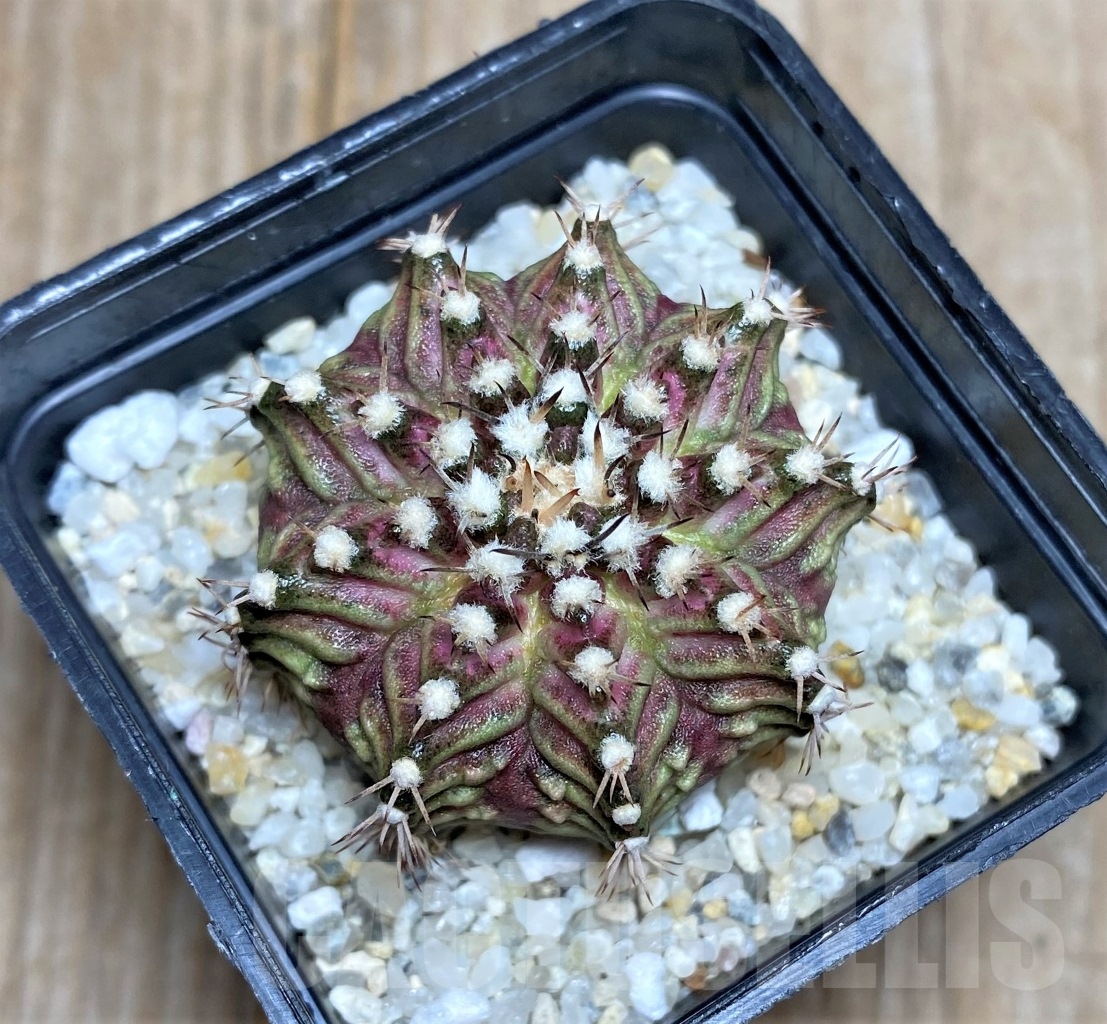 SHPR14762 Gymnocalycium mihanovichii 'T-rex'